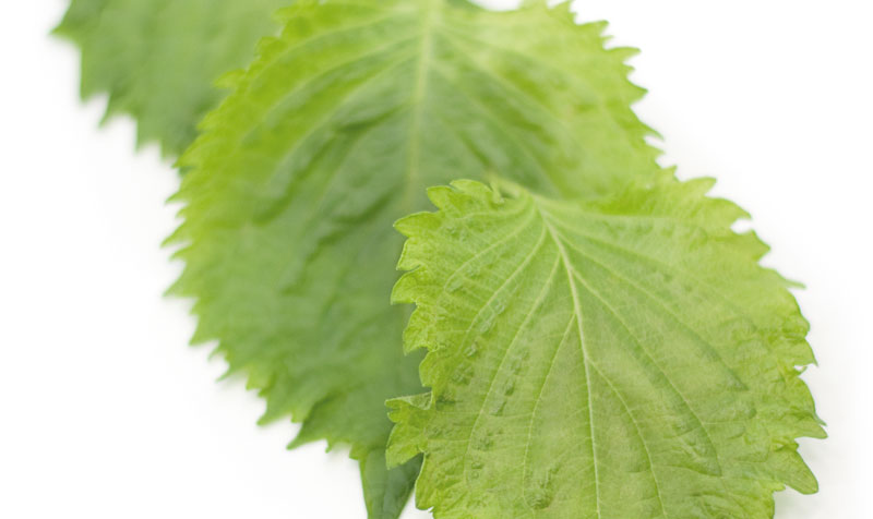 shiso-manjericao-japones-full