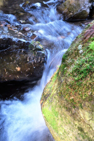 arrozal_agua